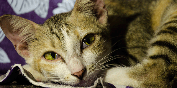 Cat drinking a lot of water hot sale not eating